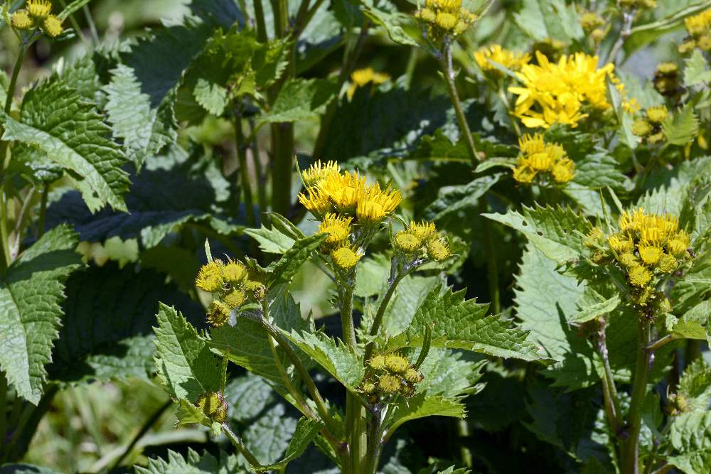 Jacobaea alpina (=Senecio alpinus) / Senecione alpino